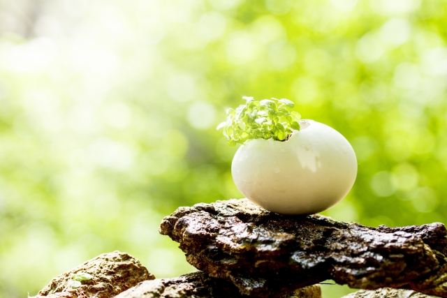 egg